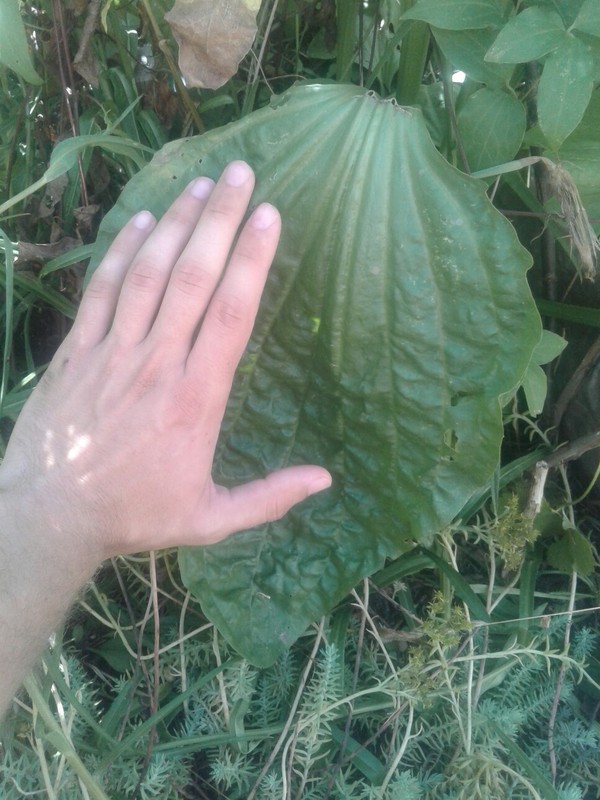 ����������, ������� ����� �������� ��������