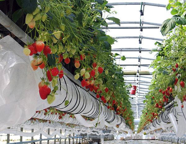 From Brittany with love. - My, Brittany, France, sights, Holidays, Strawberry, The photo, Video, Longpost, Strawberry (plant)