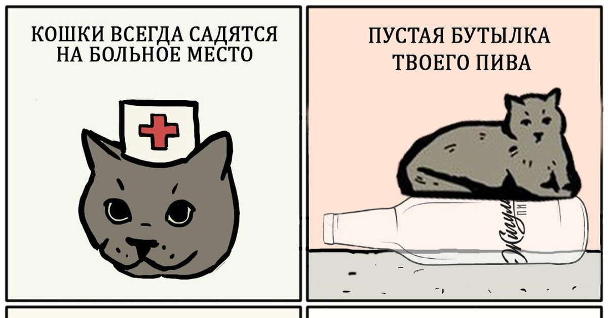 кошки ложатся на больные места. ложатся ли кошки на больное место. ложатся ли кошки на больное место. говорят коты ложатся на больное место. ложатся ли кошки на больное место.