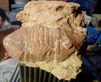 Nice find - My, Trilobites, Volkhov, Ordovician, Longpost