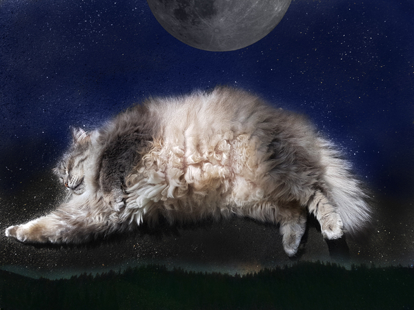 cat sleep - My, cat, Photoshop, Night, Dream, Milota