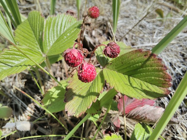 Catch strawberries in the tape - Strawberry, Summer, My, Strawberry (plant)