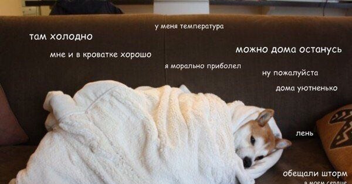 Котик Укутанный В Одеяло