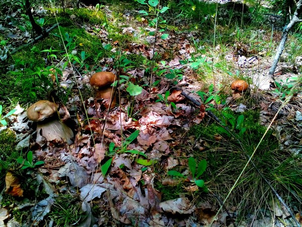 Into the forest for mushrooms. - My, Nature, Forest, Longpost