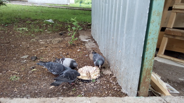 Gennady has a birthday - Cake, Pigeon, Pigeon Gennady, Gennady