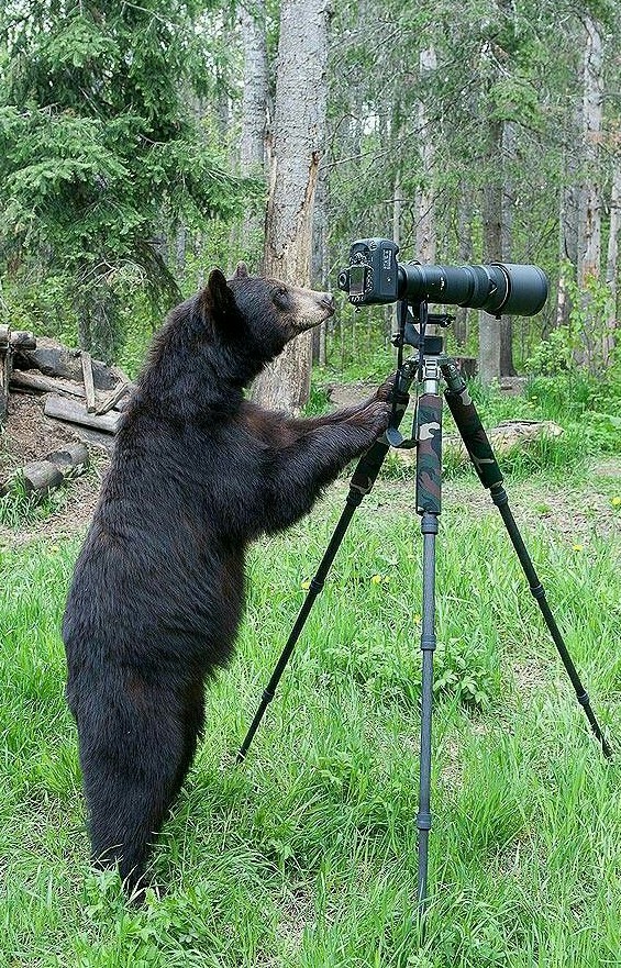 Мохнатый фотограф - Любопытство, Необычное