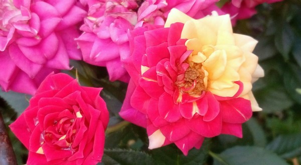 yellow pink rose - the Rose, Coloration