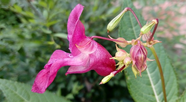 Center of gravity - Summer, My, Flowers