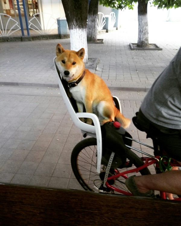 Taxi for dogs - Dog, My, A bike, Redheads, Taxi