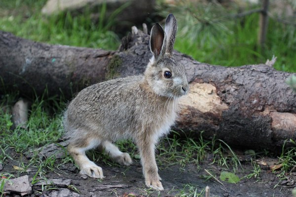 Bunny Bob - Hare, The photo, Hare House, Milota