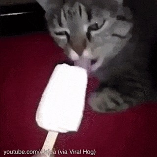 Котики и мороженко