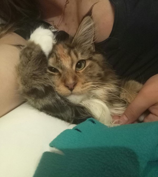 Bought a cat with my wife. - My, Cat found a home, Maine Coon, Longpost, , cat