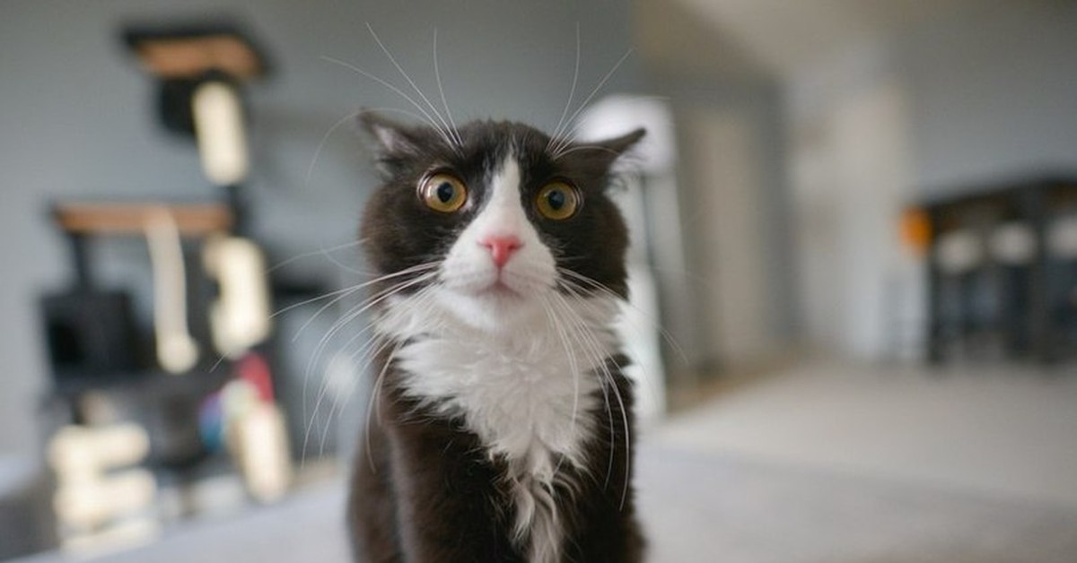 Кошка удивлена. Удивлённый кот. Испуганный кот. Кот с офигевшими глазами. Смешной удивленный кот.