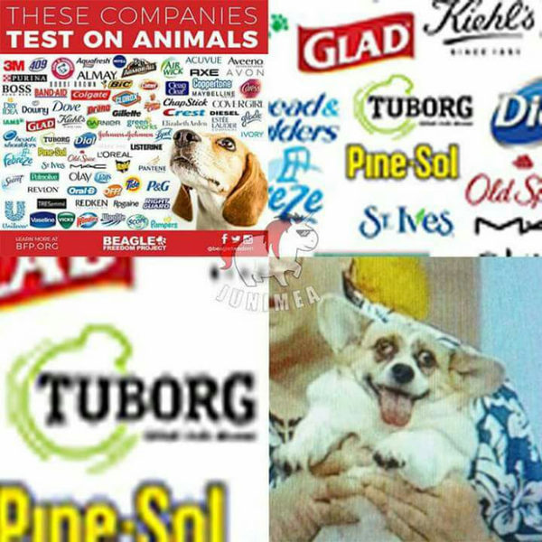 More on animal testing - Animals, Protection, cat, Dog, Beer, Longpost