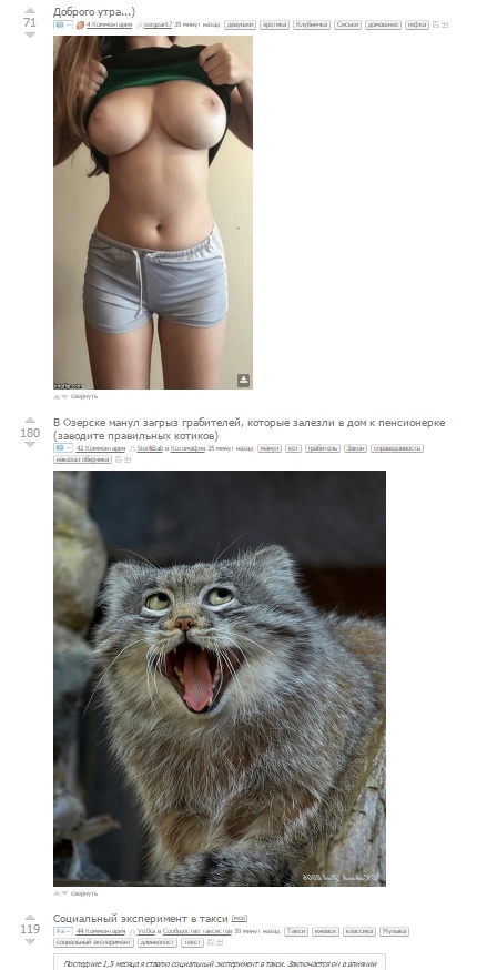 Manul like it hot - NSFW, Pallas' cat, Strawberry, Beautiful girl, Like, Boobs