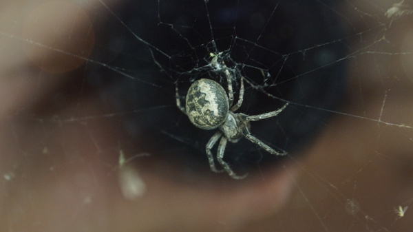 Tell me what kind and is it dangerous? - Window, Spider, My, Chelyabinsk, Ural