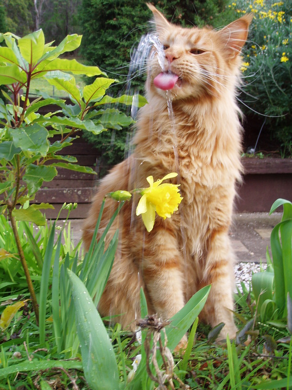 И умоюсь и попью... Утро на даче. - Кошки и котята, Кот, Коты и собаки вместе