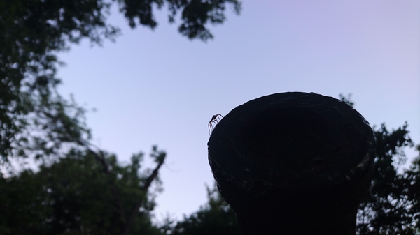 Evening hunting - My, Shadow, The photo, , Hobby, Spider, Macro photography