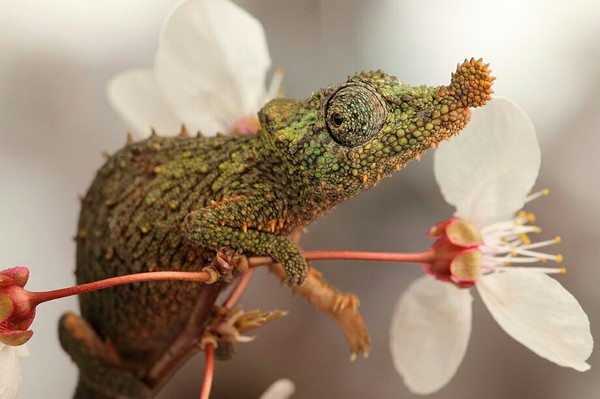 Well, a little strange, but romantic - Chameleon, Macro, Macro photography, Flowers, The photo