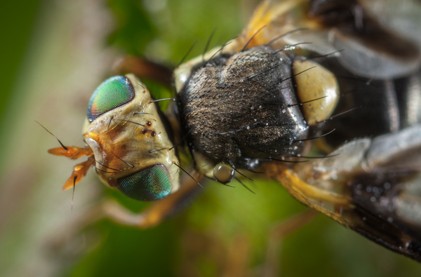 Macro hunting №121 - My, Arachnophobia, Insects, Arachnida, Bedbugs, Муха, Jumping spider, Sawfly, Soft-bodied