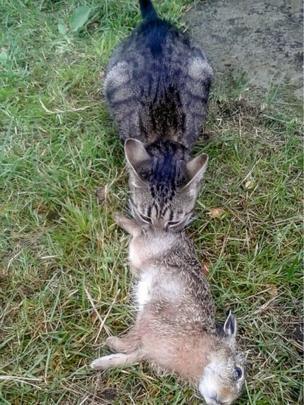 A cat in Belarus was catching hares. Her owner almost got fined - Republic of Belarus, Animals, cat, Ecology, Hunting, Longpost