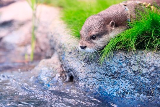 Caught a fish! - Otter, Otters, Milota, Animals