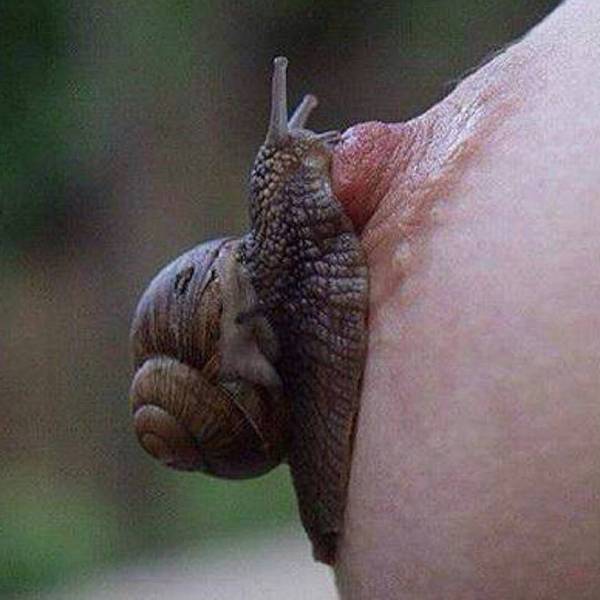 Snail - NSFW, Snail, Breast