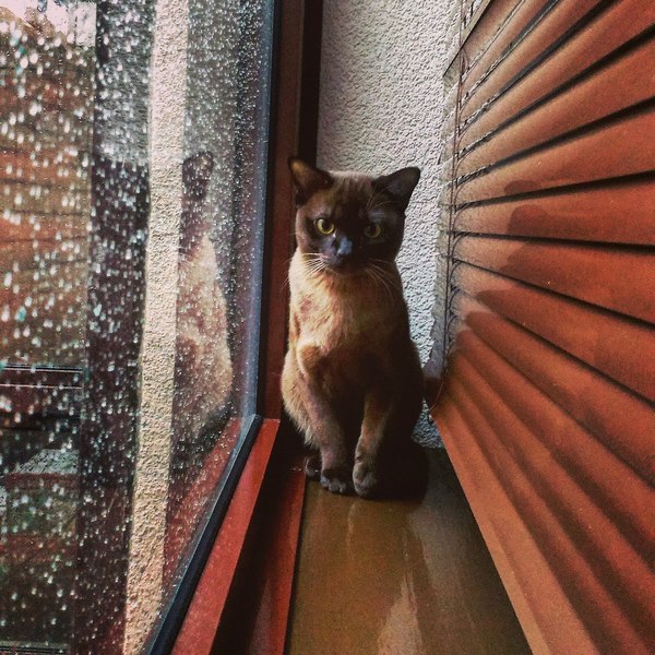 The St. Petersburg intellectual, as always, is sad at home ... - Typical, Saint Petersburg, Rain, Weather, cat, Sadness, Windowsill, The photo