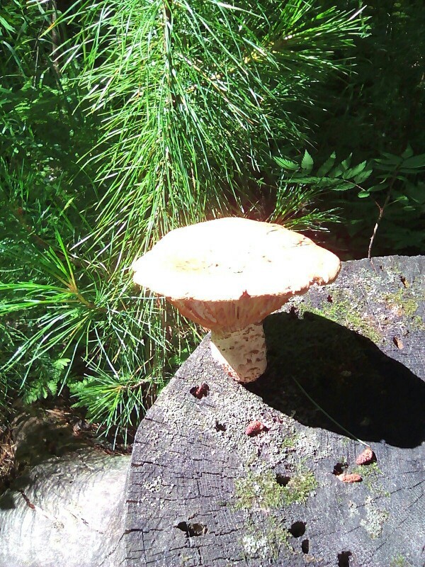 Walked today in the park, casually picking mushrooms. I stumbled upon some strange examples. Can this be eaten? - My, Mushrooms, Taiga