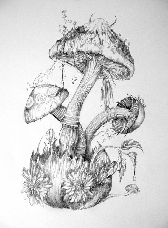 Any mushroom (sketches from around the world) - Tattoo Lovers League, Sketch, Mushrooms, Longpost, Tattoo