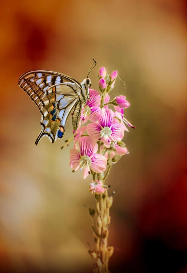 Just a beautiful butterfly - The photo, Closeup, Macro, Macro photography, 
