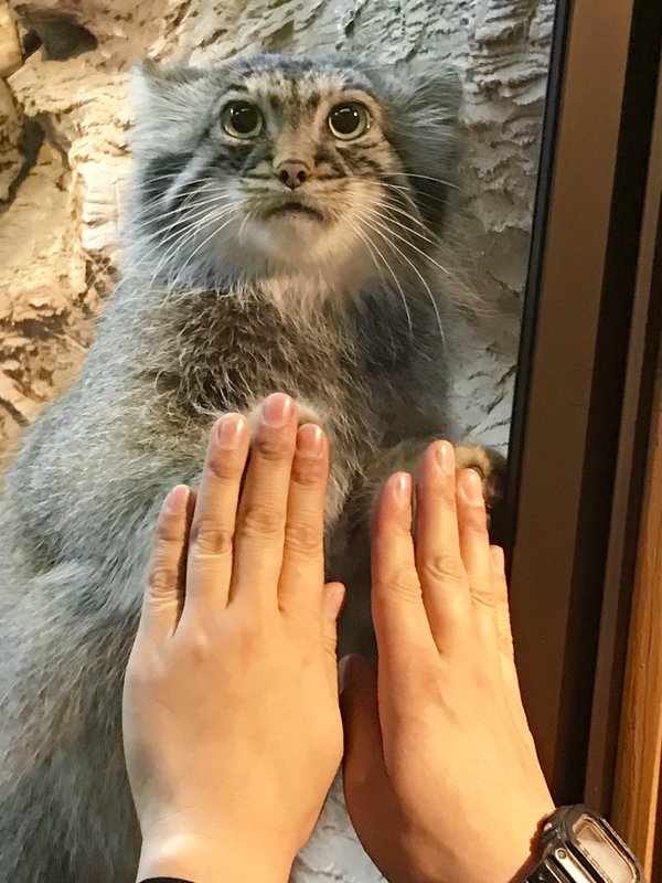 Give five manulu! - Pallas' cat, High five, Twice, cat