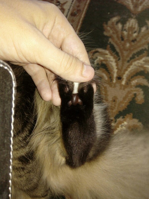 Это неловкое чувство, когда у твоего кота на лапе недовольное лицо