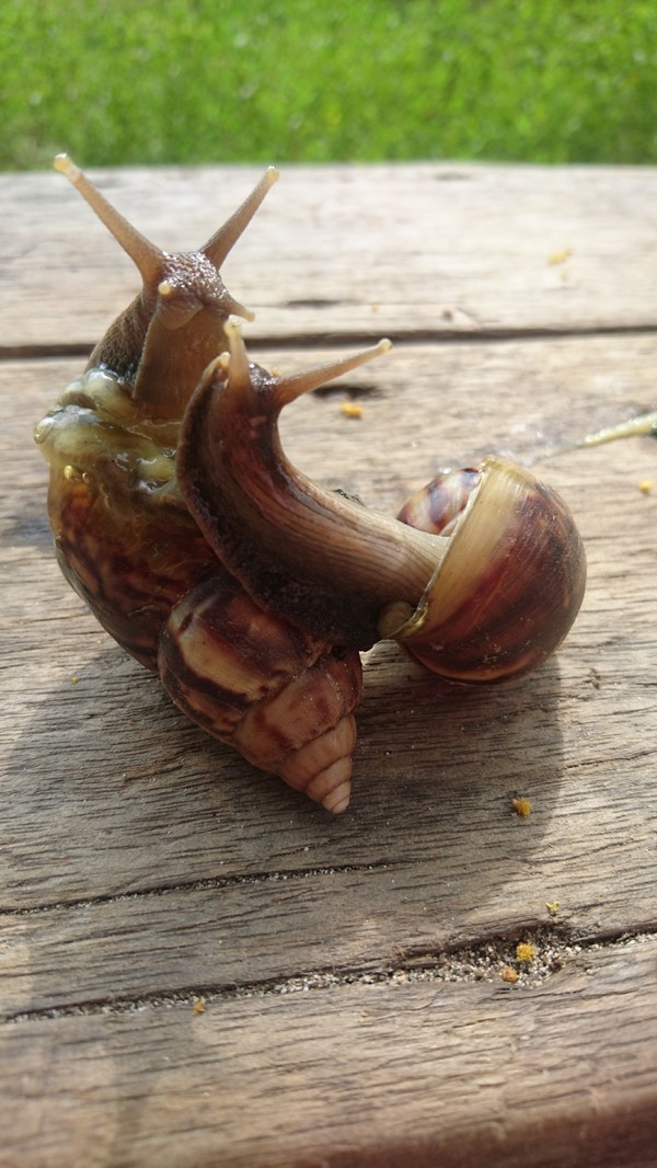 Snails - My, Snail, The photo