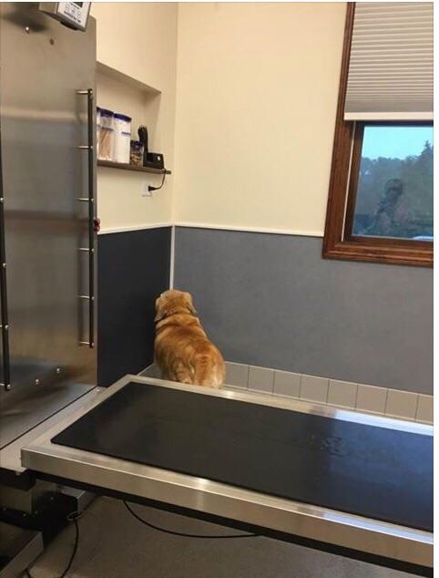 These animals do not know each other, but at the veterinarian's appointment they use the same tactics: if I don't see you, then you don't see me - cat, Dog, Vet, In the house, Longpost, I'm in the house