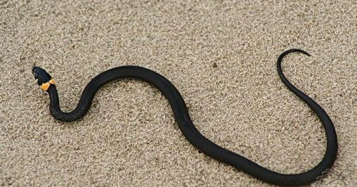 Черная змея на голове пятна. Змея гадюка маленькая черная. Уж гадюка ящерица. Гадюка обыкновенная черная с желтыми. Змея ужик обыкновенный.