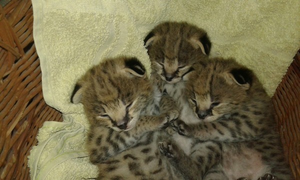 Recently born serval kittens - My, Serval, , cat, Longpost