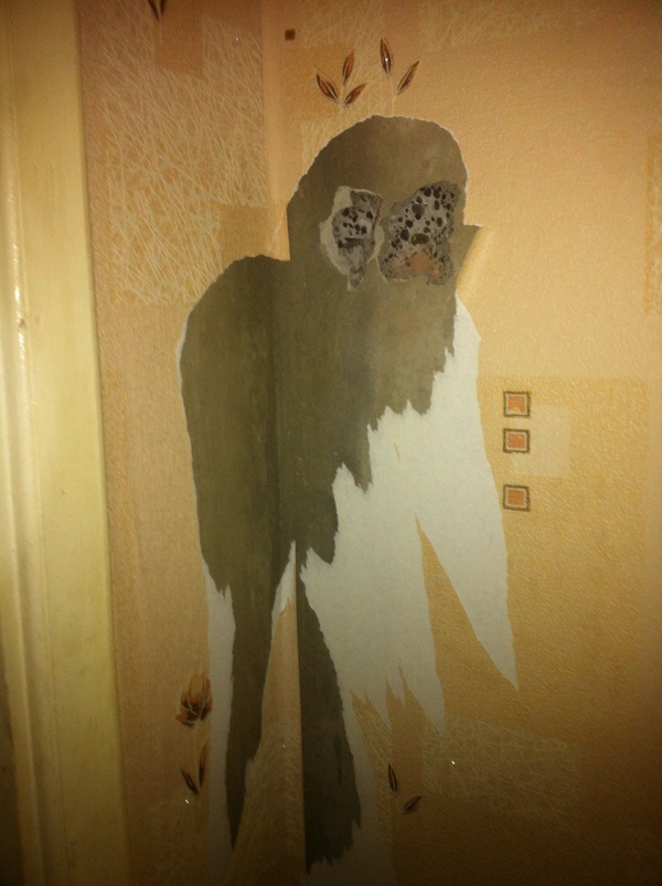 A friend has an owl and a parrot at home. - My, Owl, A parrot