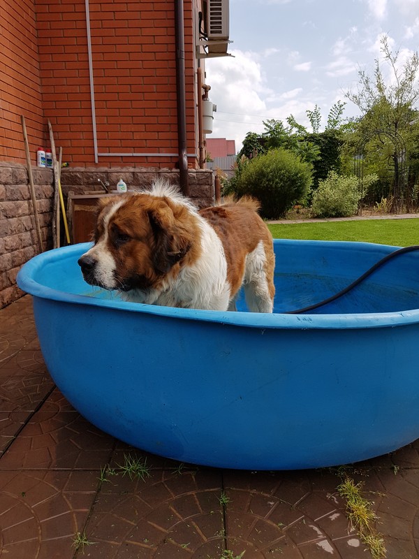 Pool for big dog.. - My, Moskovskaya storozhevaya, Dog, Swimming pool, Heat, Longpost