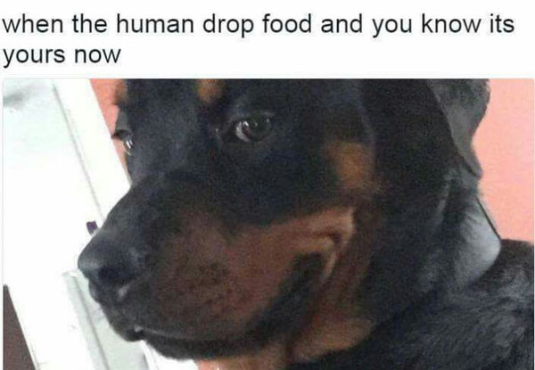 When a person drops food and you know it's yours now... - Dog, Food, Anticipation