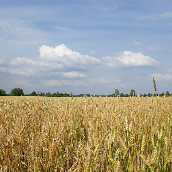 Wheat field - My, Nature, Field, Summer, Russia, Longpost