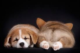 Tired children sleep - Corgi, Dog, Puppies