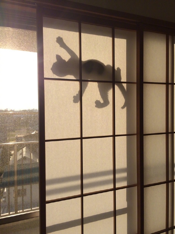 spidercat - cat, spidercat