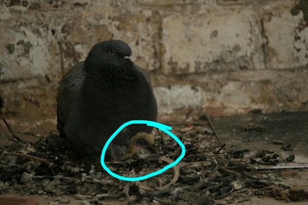 Who saw the little pigeon?! - My, The photo, Pigeon, Newborn, Birds