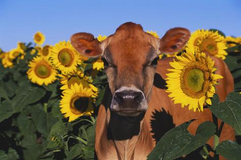 Heifers in flowers. - Cow, Meadows, Longpost, Flowers