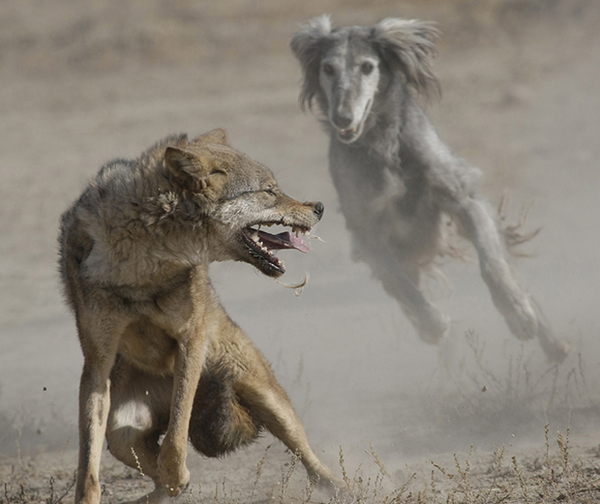 wolf or wolfhound - Wolf, Dog, Nature