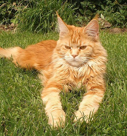 Summer resident. - cat, Catomafia, , , Summer residents, Cats and kittens