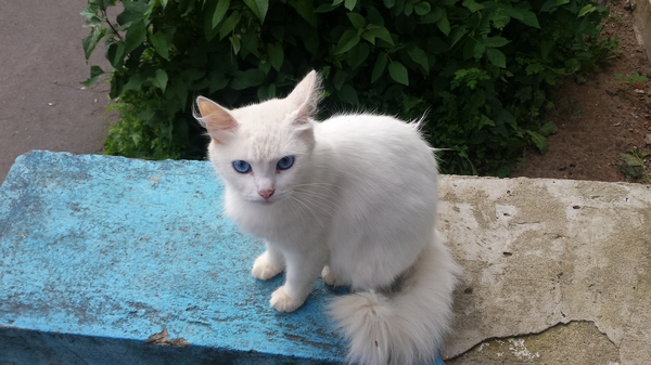 Зеленоград, Москва и МО. Ищу дом кошечке Котомафия, Кошки и котята, В добрые руки, Зеленоград, Солнечногорск, Длиннопост, Кот