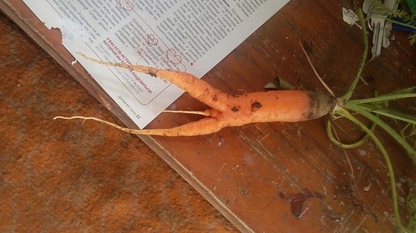 Strange Carrot... - First post, Carrot, My, Vulgarity