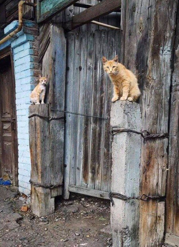 How to turn barn doors into gates - Gates, Barn, cat